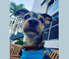 Photo of Picasso Dali Jauregui, a Yorkshire Terrier, Dachshund, Chihuahua, and Pembroke Welsh Corgi mix