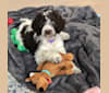 Zoe, a Poodle (Standard) and Labrador Retriever mix tested with EmbarkVet.com