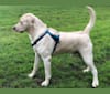 MAX, a Labrador Retriever tested with EmbarkVet.com