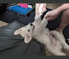 Valiant, a Great Pyrenees tested with EmbarkVet.com