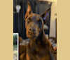 Aldebaran, a Doberman Pinscher tested with EmbarkVet.com