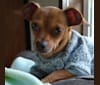 Chico, a Chihuahua tested with EmbarkVet.com