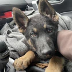 Vom eisenherz sale german shepherds