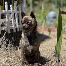Brindle pomchi new arrivals