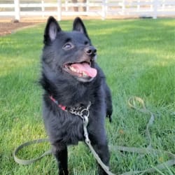 Schipperke blue heeler discount mix
