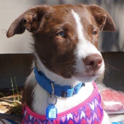 Foster Puppy Dream (Sept 2022)