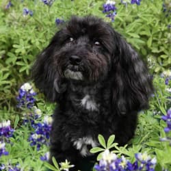 embark dog dna test breed