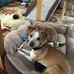 Kemmer stock mountain cur outlet