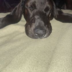 Bloodhound standard online poodle mix