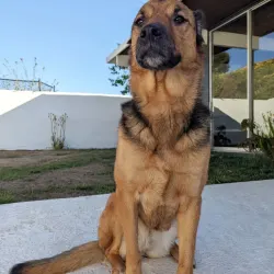 Embark Dog Dna Test Breed