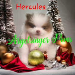 Argetsinger's Zero To Hero Hercules