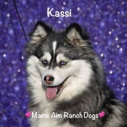 Maine Aim's Miss Kassi