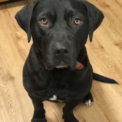 Benson black lab deals
