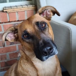 Embark Dog DNA Test Breed