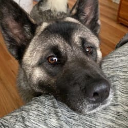 Akita elkhound discount mix