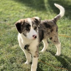 Australian shepherd 2025 mountain cur mix