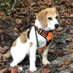 Great pyrenees and beagle mix new arrivals