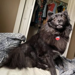 Keeshond border collie mix hot sale