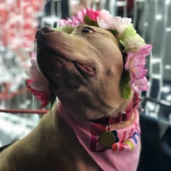 embark