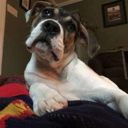 Linus