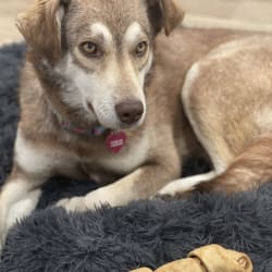 Chesapeake bay retriever shop husky mix
