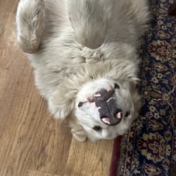 Great pyrenees shop spotted belly