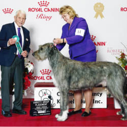 Mt carmel irish wolfhounds outlet