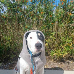 Embark Dog DNA Test Breed