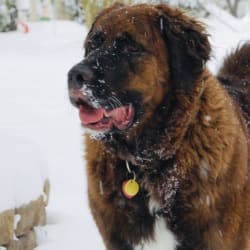 Timber path cheap leonbergers