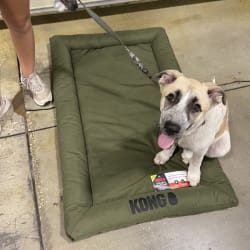 Kong top bed warranty