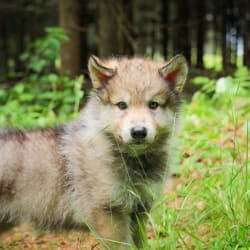 Nordic Wolfdogs Fox Mulder