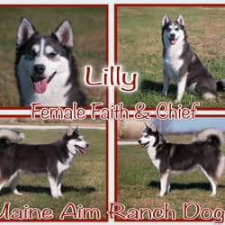 Lilly Faith's pup