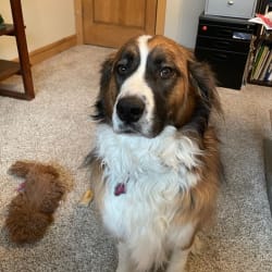 St bernard aussie mix sale