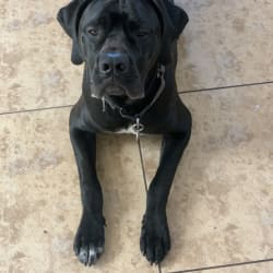 Cane corso pointer store
