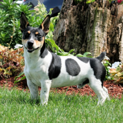 teddy roosevelt terrier