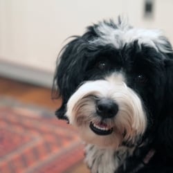 Tibetan Terriers Dog Breed Info Photos Common Names And More Embarkvet