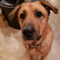 Chewy embark outlet