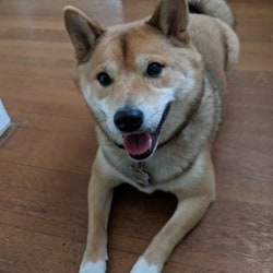 Shiba Inus Dog Breed Info Photos Common Names And More Embarkvet