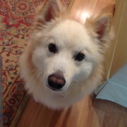 American eskimo dog colors biscuit store
