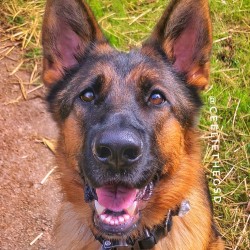 Kennels sales von lotta
