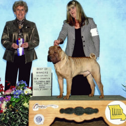 Shar pei kennel club 2025