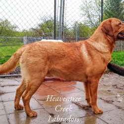 Heaventree's Big Red Dog