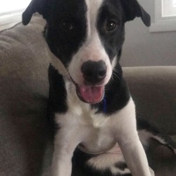 English shepherd 2025 pitbull mix