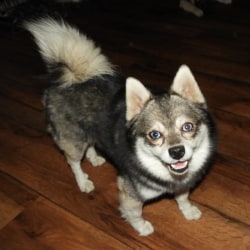 Alaskan klee kai clearance chihuahua mix