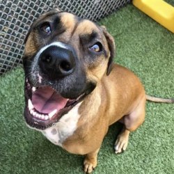 embark