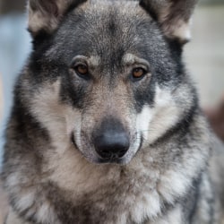 Mavis, GrandLine WolfDog