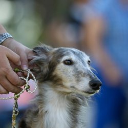 Embark Dog Dna Test Breed