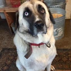 anatolian shepherd and husky mix
