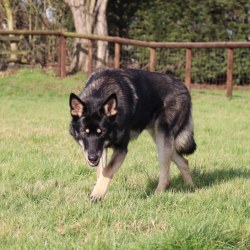 Olderhill german shepherd top