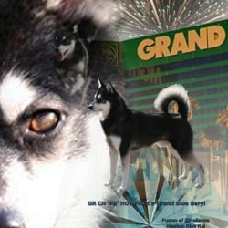 GRCH 'PR' HOT FOXX's Grand Blue Beryl  "Bear"